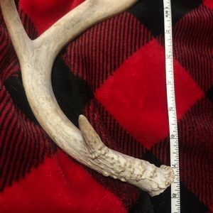 Real Deer Antler